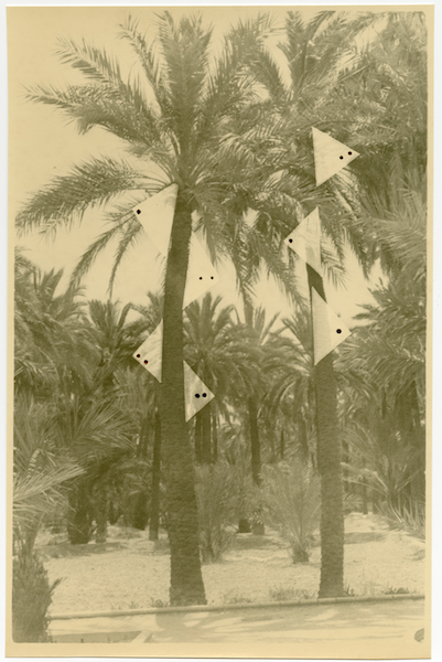 Bruno V. Roels - Palm Infestation (Part 3), 2018