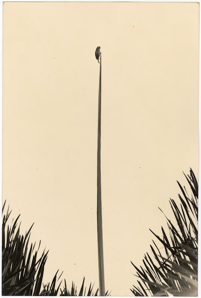 Yamamoto Masao - #1685, Kawa = Flow, n.d., Gelatin silver print, printed 2023, 33,5 x 23 cm