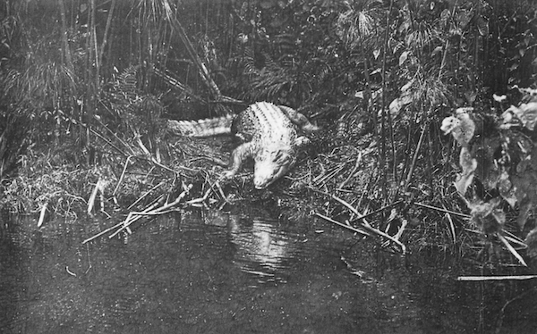 Eric Manigaud - Pointe Noire, caiman sur la rivière Loémé, Pauleau, 2022 © Courtesy Cyrille Cauvet