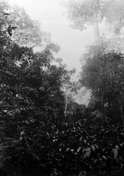 Eric Manigaud - Jungle#3 la forêt pres de Zaranou, de la série Les Jungles, 2008