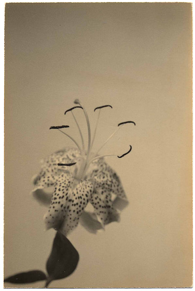 Masao Yamamoto - #1292 Nakazora, 1999