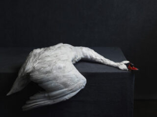 Stephan Vanfleteren - Swan, Nature Morte, 2016